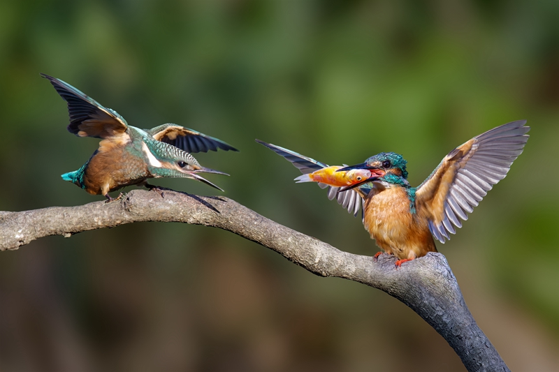 7月入選-陳秀芳-媽媽 我餓了
